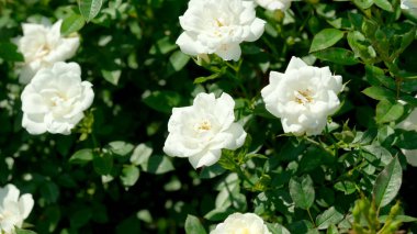 Zarif bir şekilde açan beyaz güller bahçeyi hayat ve parfümle doldurur..
