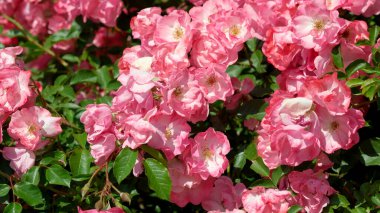 Renkli narin pembe güller patlıyor. Yeşillikler arasında sıcak öğleden sonra güneşleniyorlar..