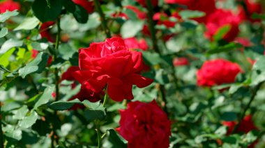 Renkli kırmızı güller güneşli havada yemyeşil yaprakların arasında büyür..