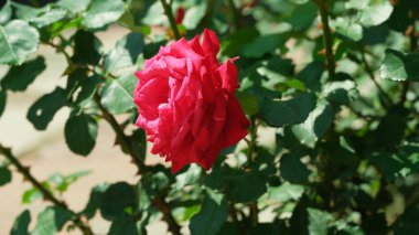 Göz kamaştırıcı kırmızı bir gül, yemyeşil yapraklara, ışıl ışıl güzelliklere karşı dikkat çeker..