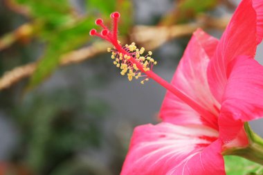 Parlak pembe çiçek desenleri verimli bahçe manzarasında karmaşık detaylar sergiliyor..
