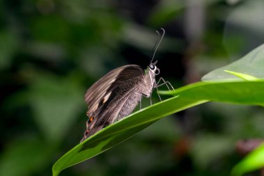 Narin bir kelebek yeşillik yapraklarında durur, doğanın güzelliğini gözler önüne serer..