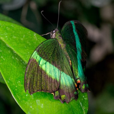 Çarpıcı yeşil bir kelebek, doğayla harmanlanmış canlı yeşil bir yaprağın üzerinde sessizce tünemektedir..