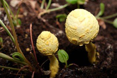 Yeşil yapraklar ve bitkilerle çevrili zengin topraktan parlak sarı mantarlar çıkar..