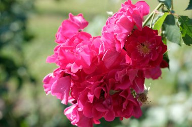 Parlak pembe güller öğleden sonra güneşinin sıcaklığı altında büyür..