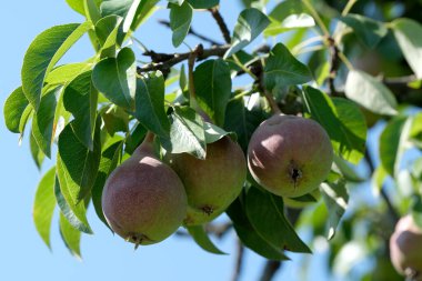 Sulu armutlar yapraklı bir dalda asılı, açık gökyüzünün ortasında güneşleniyorlar..