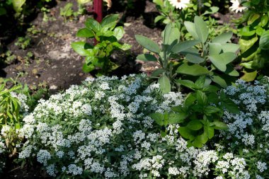 Renkli çiçekler ve aromatik otlar baharın ılık güneş ışığı altında gelişir..