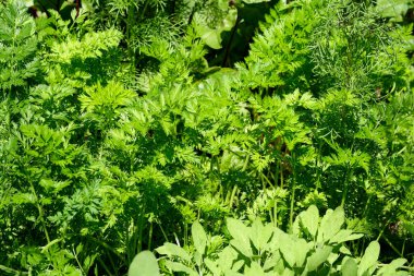 Açık havada güneşli bir yaz gününde canlı yeşil otlar bol bol gelişir..