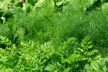 Taze yeşil otlar güneşin altında gelişir, doğanın güzelliğini ve canlılığını gösterir..