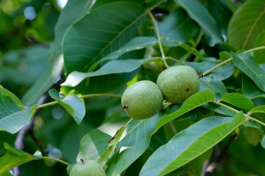Taze yeşil cevizler yemyeşil yapraklardan sarkır, güneşin altında güneşlenir..