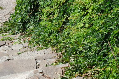 Taş basamaklar parlak güneş ışığı altında canlı yapraklara doğru iniyor..