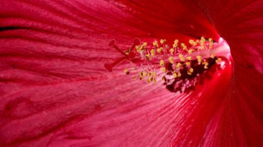 Çarpıcı kırmızı bir amber çiçeğinin yakın çekimi karmaşık ayrıntıları ve dokuları ortaya çıkarıyor..