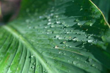 Çiğ dolu yapraklar gün ışığının erken saatlerinde hafifçe parıldıyor, sakin bir atmosfer yaratıyor..