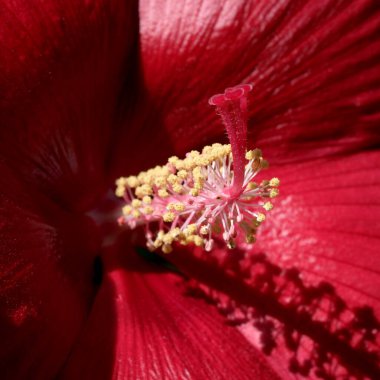 Canlı kırmızı bir amber çiçeğinin detaylı detaylarını gösteren yakın plan görüntüsü..