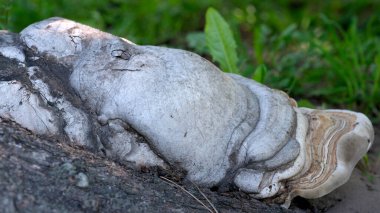 Çarpıcı bir mantar, yemyeşil çimenler ve canlı yaprakların arasında düşmüş bir kütüğe dayanır..