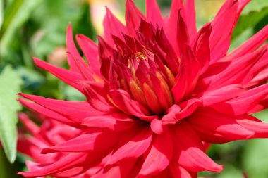 Göz kamaştırıcı kırmızı bir çiçek, güneşli yaz bahçesinde canlı yapraklarını sergiliyor..