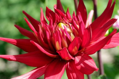 Parlak kırmızı bir çiçek gün ışığında karmaşık taç yapraklarını sergiler..