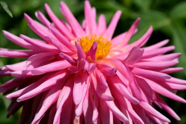 Parlak pembe yıldız çiçeği, yemyeşil bahçedeki sıcak güneşin altında güzellik saçar..