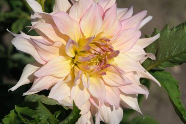 Canlı pembe bir yıldız çiçeği yemyeşil bir bahçenin ılık güneş ışığında parlar..