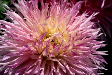 Muhteşem bir yıldız çiçeğinin yaprakları güneş ışığında pembe ve sarı renkler saçar..