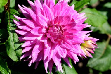 Göz kamaştırıcı pembe yıldız çiçekleri parlak güneş ışığı altında eşsiz yapraklarını sergiliyor..