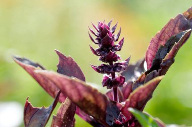 Canlı bir mor fesleğen çiçeği bahçedeki eşsiz güzelliğini gün ışığında sergiliyor..