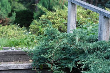 Canlı yeşillikler ahşap basamakların üzerine dökülüyor. Dışarıdaki huzuru davet eden anlar..