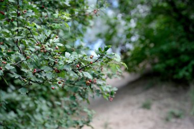 Küçük tomurcuklarla dolu yeşil dikenli dallar güzel bir bahar havası yaratır..
