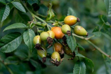 Canlı gül kalçaları, güneş ışığı altında yeşil yaprakların arasında renklerini gösterir..