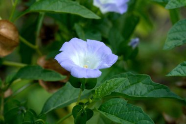 Canlı bir mavi çiçek, güneş ışığında yemyeşil yaprakların arasında zarifçe açılır..