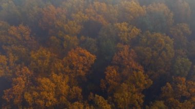 Sisli ormanın hava aracı görüntüsü. 4K görüntü