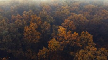 Sisli ormanın hava aracı görüntüsü. 4K görüntü