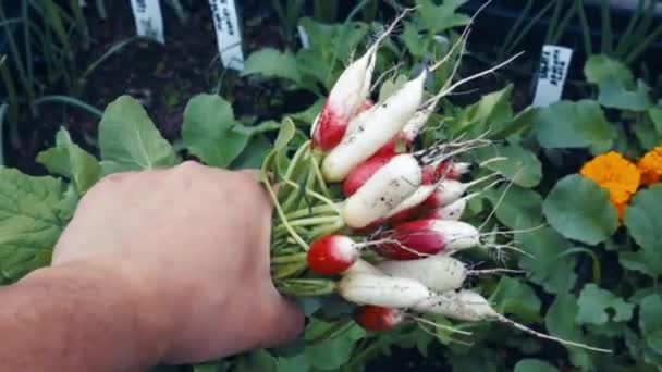 庭師の手に新鮮な有機大根の束 — ストック動画