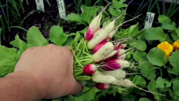 Hromada Čerstvých Organických Ředkviček Zahradnické Ruce — Stock video