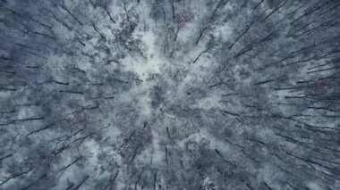 Kış ormanının havadan görünüşü. 4K İHA görüntüleri