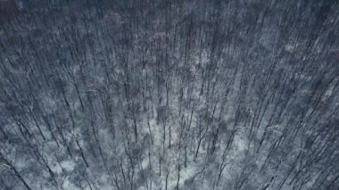 Kış ormanının havadan görünüşü. 4K İHA görüntüleri