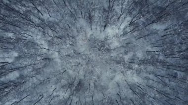 Kış ormanının havadan görünüşü. 4K İHA görüntüleri