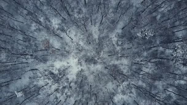 Вид Повітря Зимовий Ліс Відеозапис Безпілотника — стокове відео