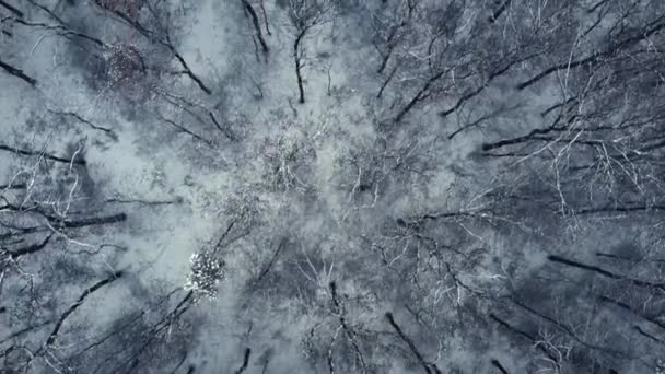 Vista Aerea Della Foresta Invernale Drone Filmato — Video Stock