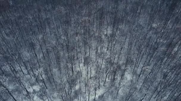 Vista Aerea Della Foresta Invernale Drone Filmato — Video Stock