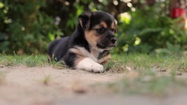 Genç köpek yavrusu bahçede