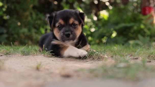 Молодий Цуценя Собаки Саду — стокове відео