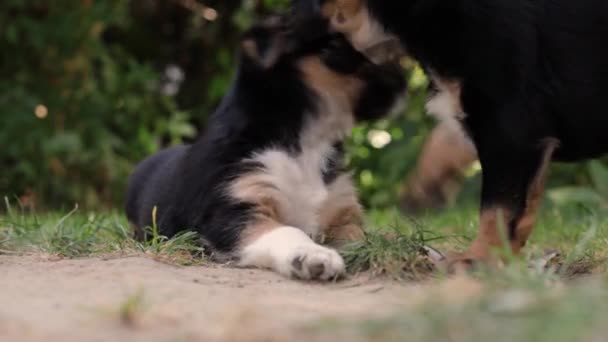 Young Dog Puppy Garden — Stock Video