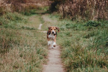 Genç Beagle köpek yavrusu dışarıda oynuyor.