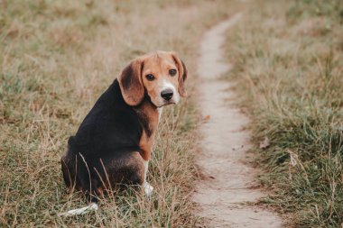 Genç Beagle köpek yavrusu dışarıda oynuyor.