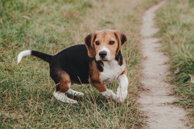 Genç Beagle köpek yavrusu dışarıda oynuyor.