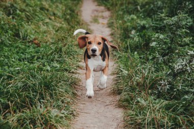 Genç Beagle köpek yavrusu dışarıda oynuyor.