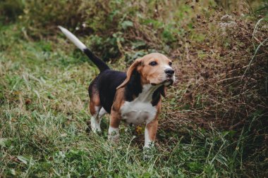 Genç Beagle köpek yavrusu dışarıda oynuyor.
