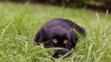 genç köpek yavrusu dışında oynuyor