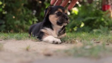 genç köpek yavrusu dışında oynuyor